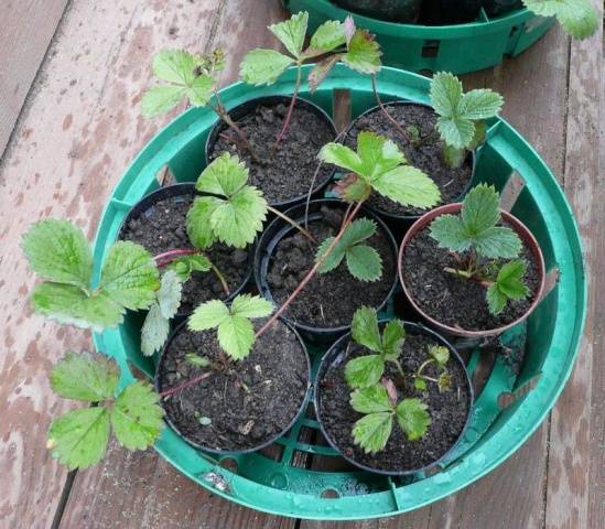 Strawberries in a greenhouse