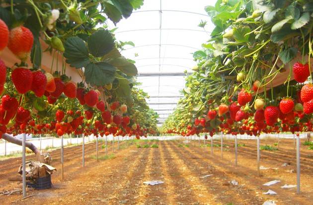 Strawberries in a greenhouse