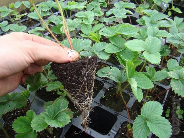 Strawberries in a greenhouse