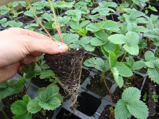 Strawberries in a greenhouse