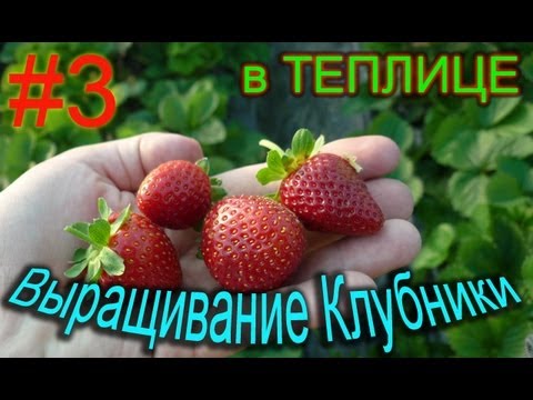 Strawberries in a greenhouse