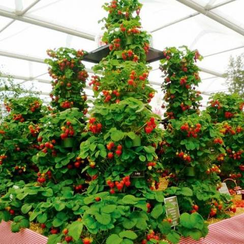 Strawberries in a greenhouse