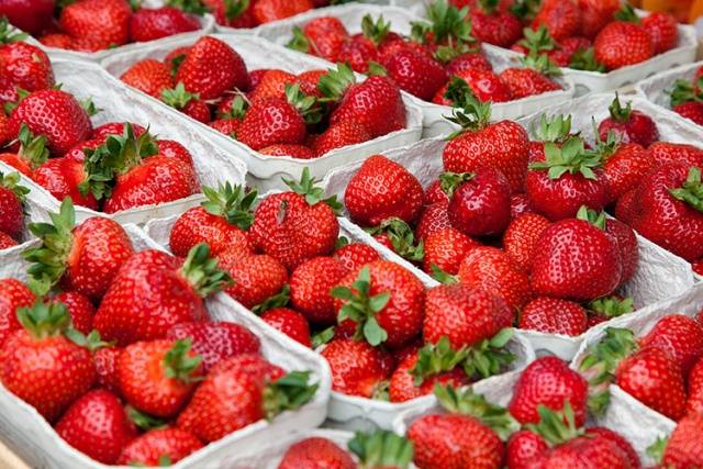 Strawberries in a greenhouse