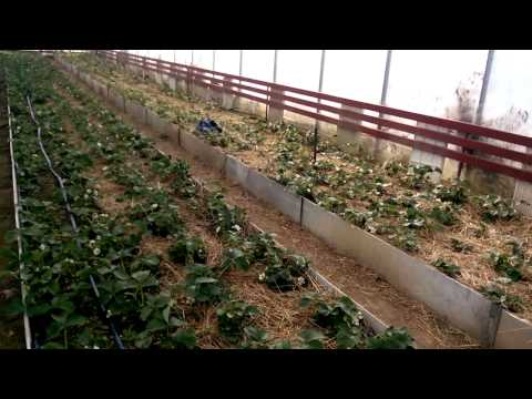 Strawberries in a greenhouse