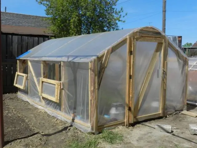 Strawberries in a greenhouse