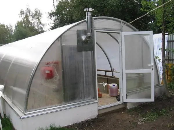 Strawberries in a greenhouse