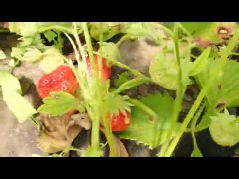 Strawberries in a greenhouse