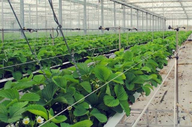 Strawberries in a greenhouse