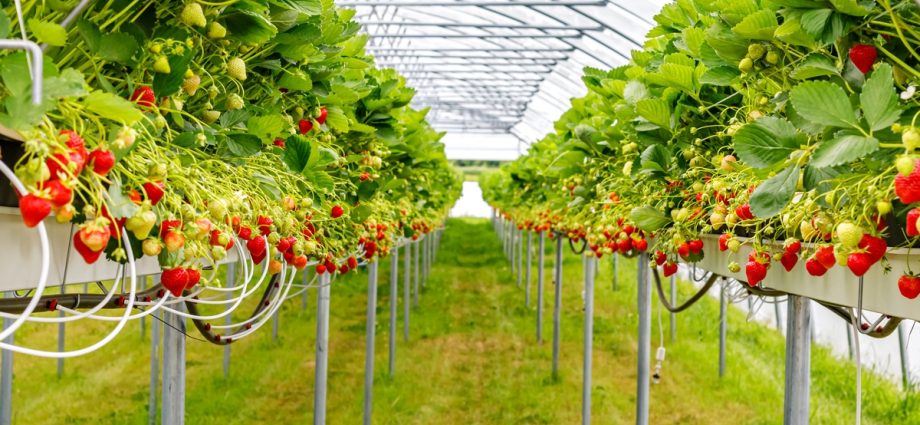 Strawberries in a greenhouse