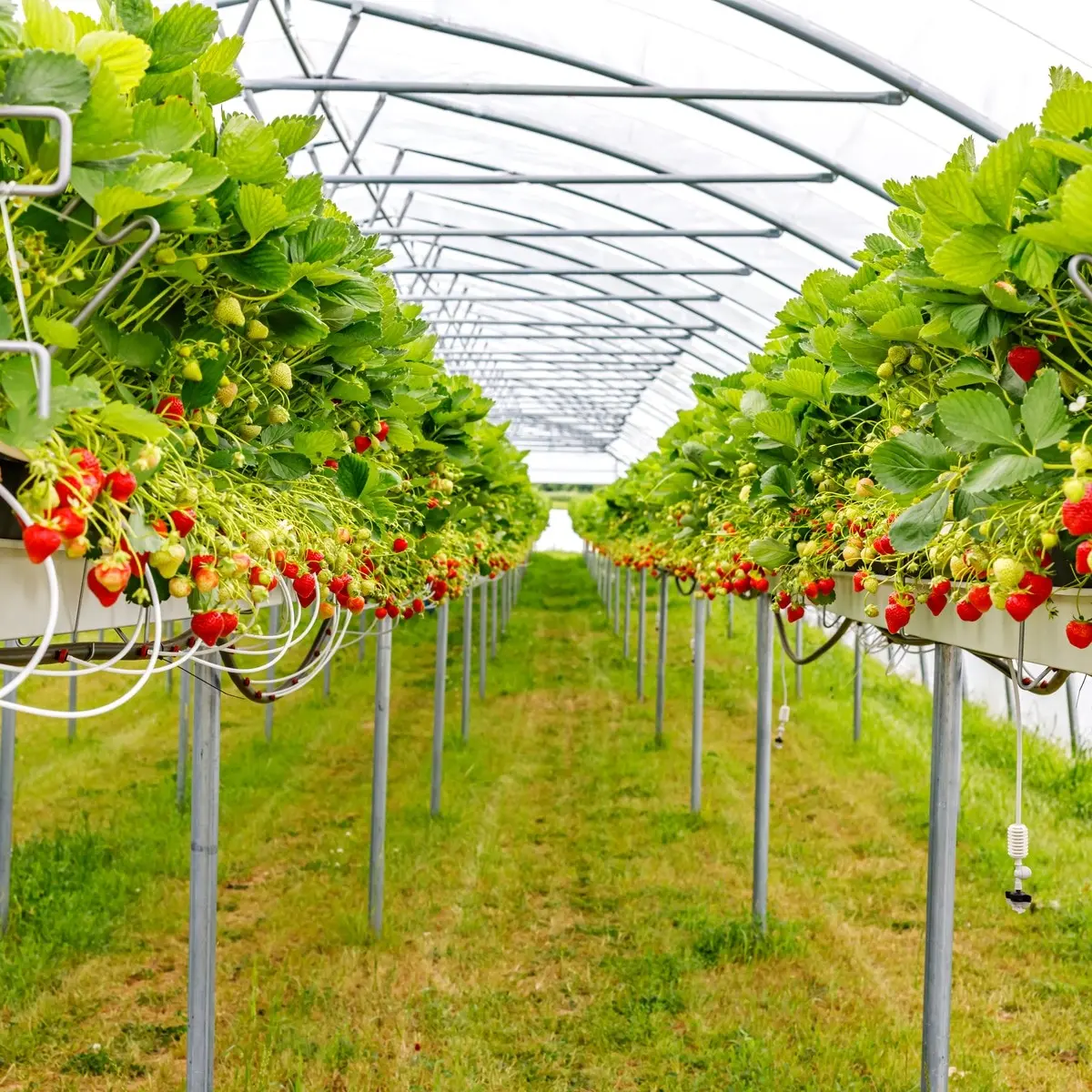 Strawberries in a greenhouse