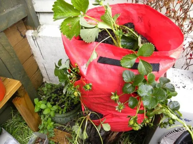 Strawberries in bags: growing step by step