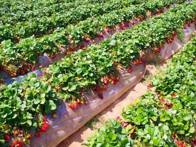 Strawberries in bags: growing step by step