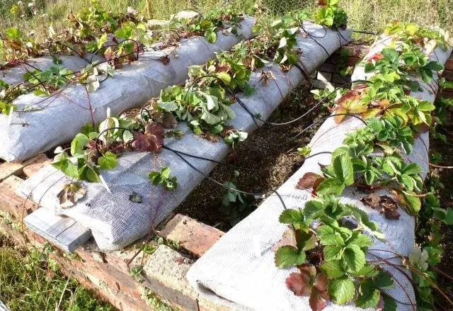 Strawberries in bags: growing step by step