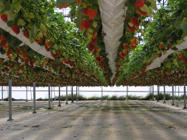 Strawberries in bags: growing step by step