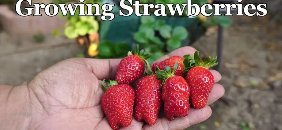 Strawberries in bags: growing step by step