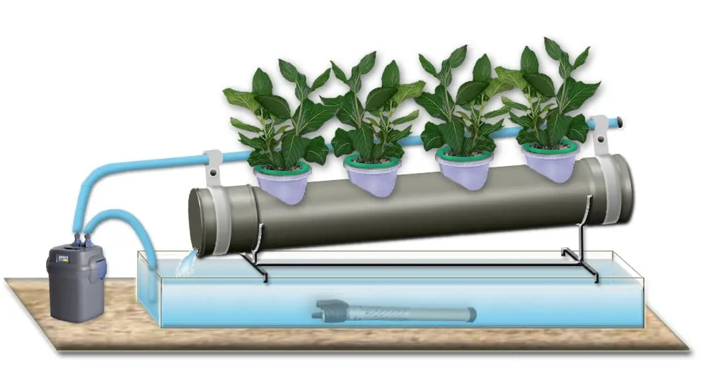 Strawberries in pipes: an economical growing method