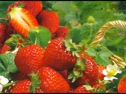 Strawberries in pipes: an economical growing method