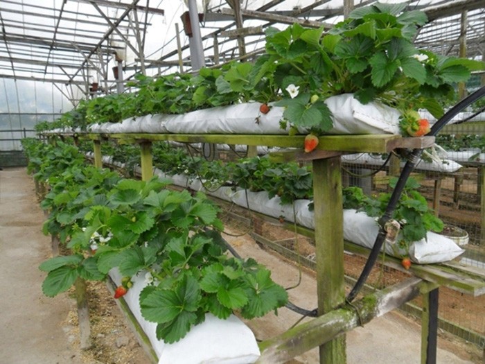 Strawberries in pipes: an economical growing method