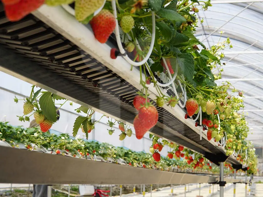 Strawberries in pipes: an economical growing method