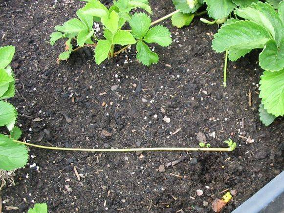 Strawberries in the Urals: planting and growing