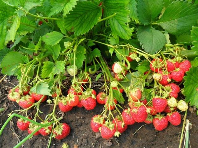 Strawberries in the Urals: planting and growing