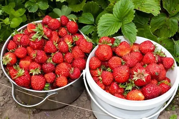 Strawberries in the Urals: planting and growing