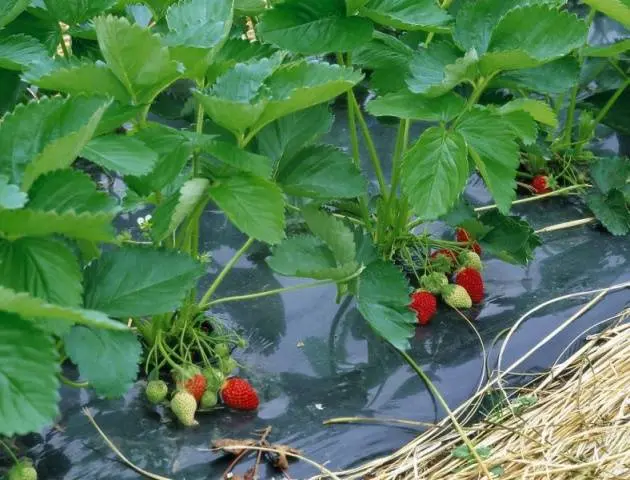 Strawberries in the Urals: planting and growing