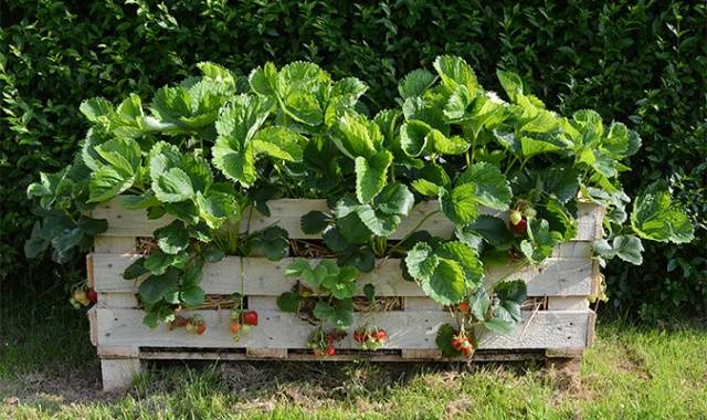 Strawberries in the Urals: planting and growing