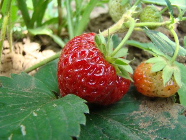 Strawberries in the Urals: planting and growing