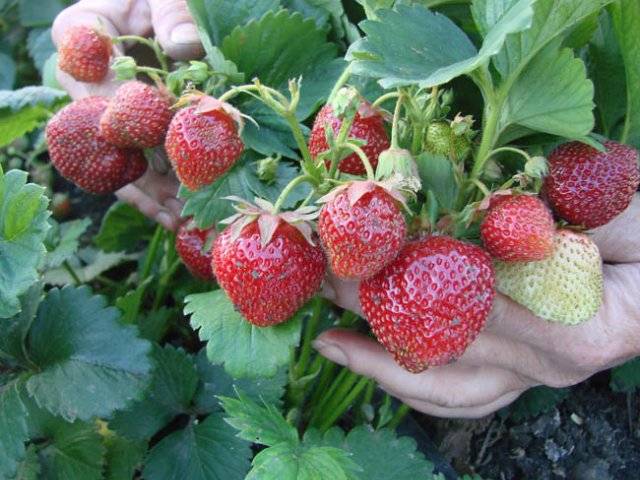 Strawberries in the Urals: planting and growing