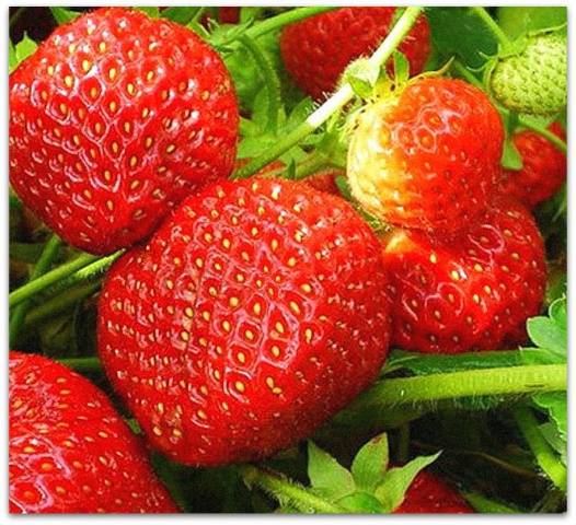 Strawberries in the Urals: planting and growing