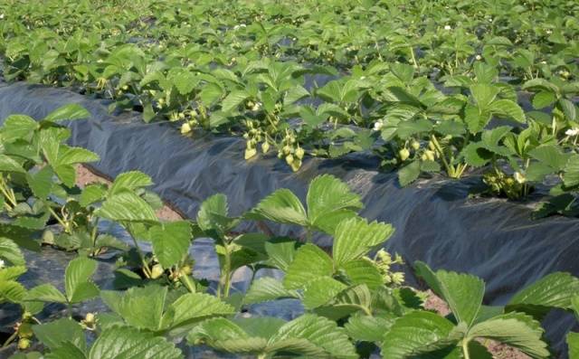 Strawberries in the Urals: planting and growing