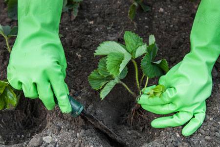 Strawberries in the Urals: planting and growing