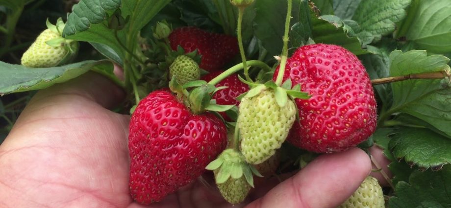 Strawberries in the Urals: planting and growing