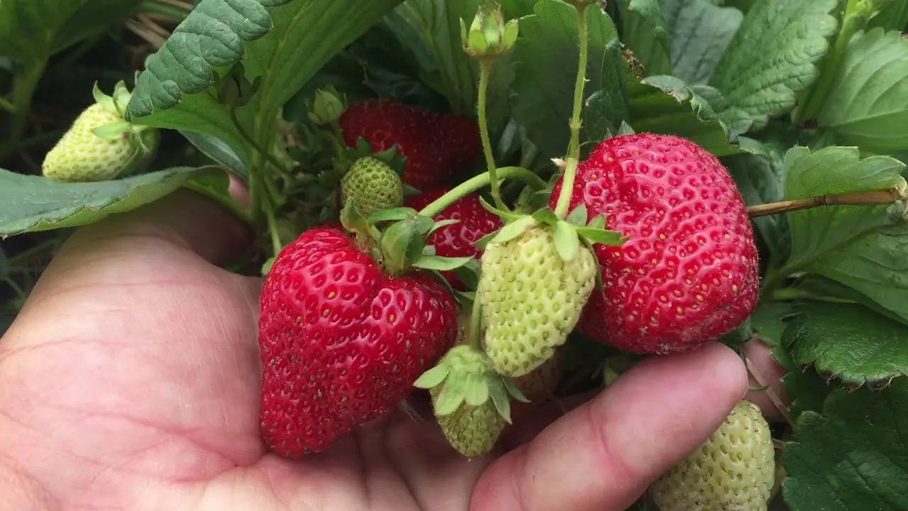 Strawberries in the Urals: planting and growing