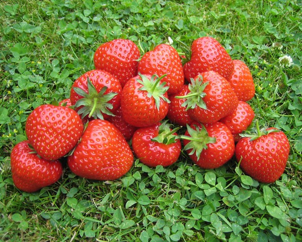 Strawberries of the Kama variety - fruits with an amazing strawberry flavor