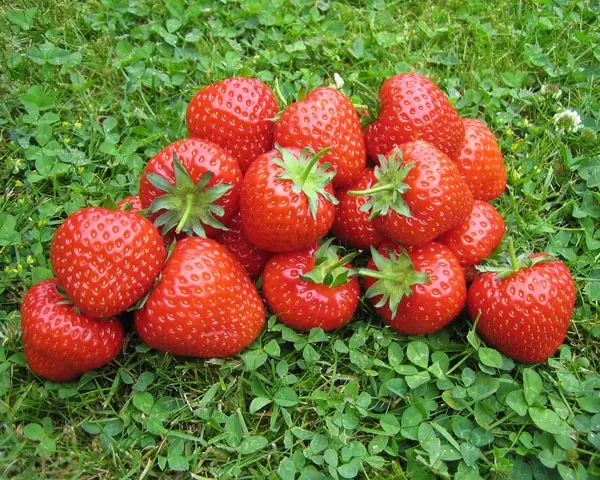 Strawberries of the Kama variety - fruits with an amazing strawberry flavor