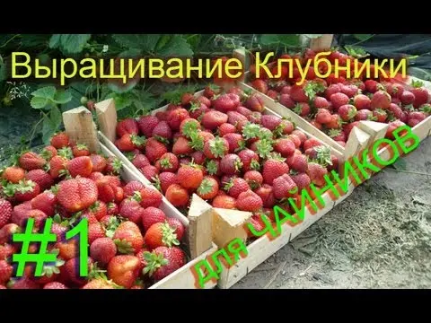 Strawberries of the Kama variety - fruits with an amazing strawberry flavor