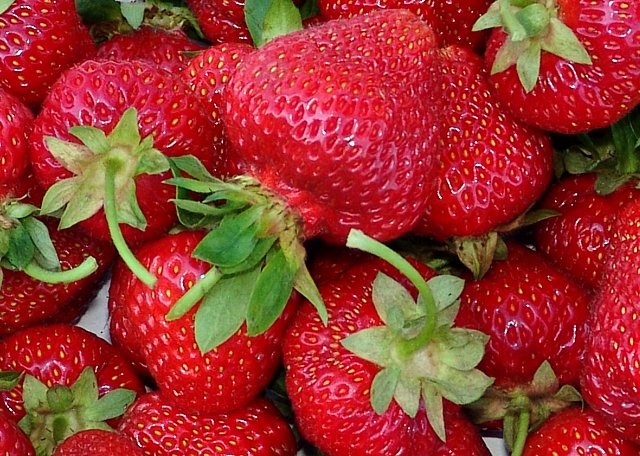 Strawberries of the Kama variety - fruits with an amazing strawberry flavor