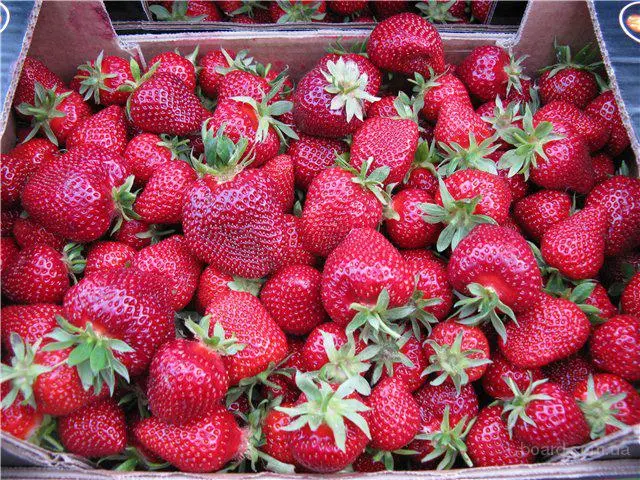 Strawberries of the Kama variety - fruits with an amazing strawberry flavor