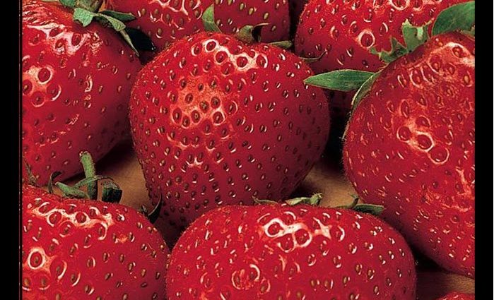 Strawberries of the Kama variety &#8211; fruits with an amazing strawberry flavor