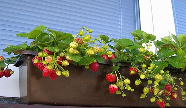 Strawberries on the balcony: vitamins all year round and a great replacement for the garden