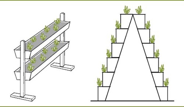 Strawberries on the balcony: vitamins all year round and a great replacement for the garden