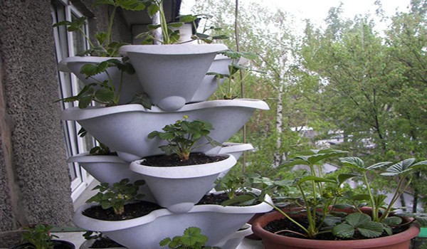 Strawberries on the balcony: vitamins all year round and a great replacement for the garden