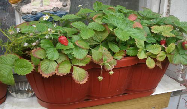 Strawberries on the balcony: vitamins all year round and a great replacement for the garden