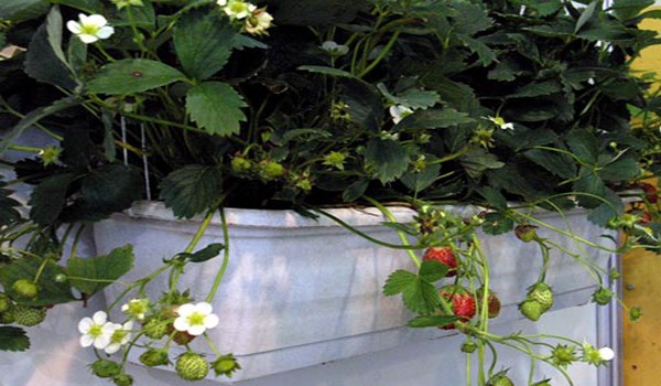 Strawberries on the balcony: vitamins all year round and a great replacement for the garden