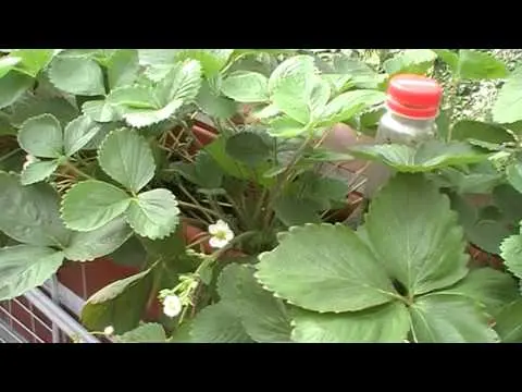 Strawberries on the balcony: vitamins all year round and a great replacement for the garden