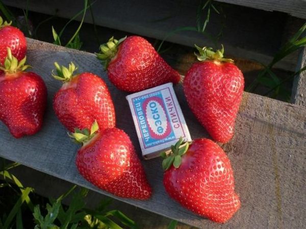 Strawberry Alba: variety description and reviews of gardeners