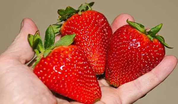 Strawberry Alba: variety description and reviews of gardeners