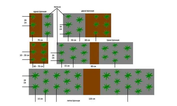 Strawberry Alba: variety description and reviews of gardeners